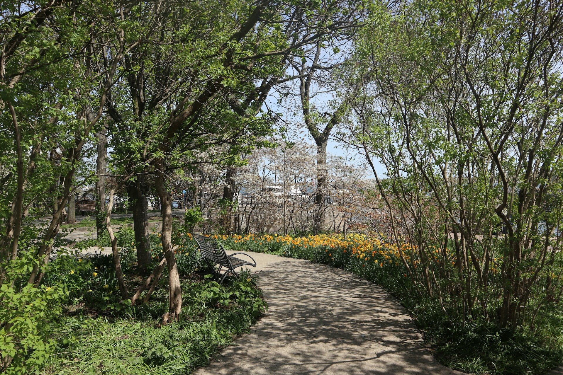 A forest walkway in the spring time with flowers and trees in the background